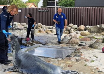 „Lubię całować się z fokami”. Opowieści lidera Błękitnego Patrolu WWF