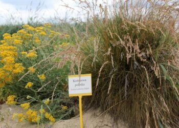 Zobaczyć mikołajka namorskiego nad morzem, to nie takie łatwe. Wiemy gdzie i kiedy można to zrobić