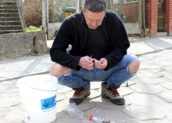 Ludzie chodzą z wiaderkami, bo przyszła moda „na żabę” i opanowała Oliwę