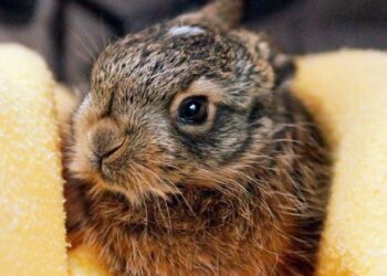 Zostawcie zające na łące! – apelują pracownicy Ostoi