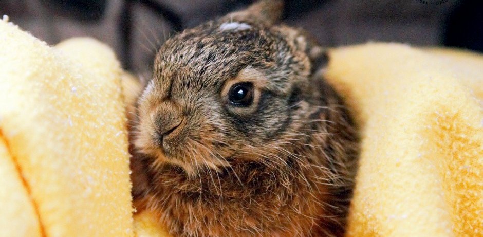 Zostawcie zające na łące! – apelują pracownicy Ostoi