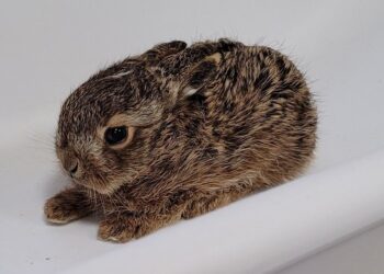 Eksperci apelują: „Zabierając zające z gniazda, osierocamy je”