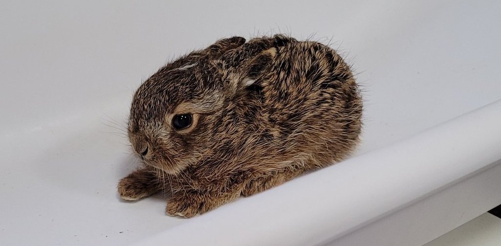 Eksperci apelują: „Zabierając zające z gniazda, osierocamy je”