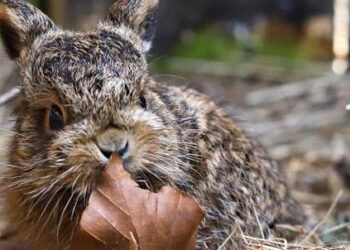 Widzisz maleńkie zwierzę, które wygląda na opuszczone? Eksperci apelują: zamiast pomóc możemy zaszkodzić