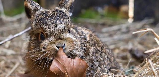 Widzisz maleńkie zwierzę, które wygląda na opuszczone? Eksperci apelują: zamiast pomóc możemy zaszkodzić