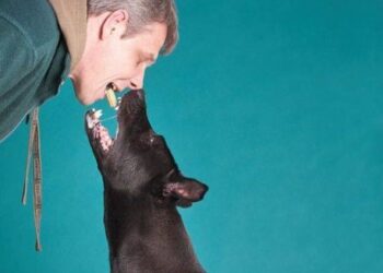 „Może podpadnę, ale psy są na wyższym poziomie emocjonalnym niż ludzie” – ta rozmowa porusza