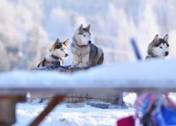 Polska na 100 procent, pierwsza taka wyprawa psim zaprzęgiem, do pokonania 1600 kilometrów