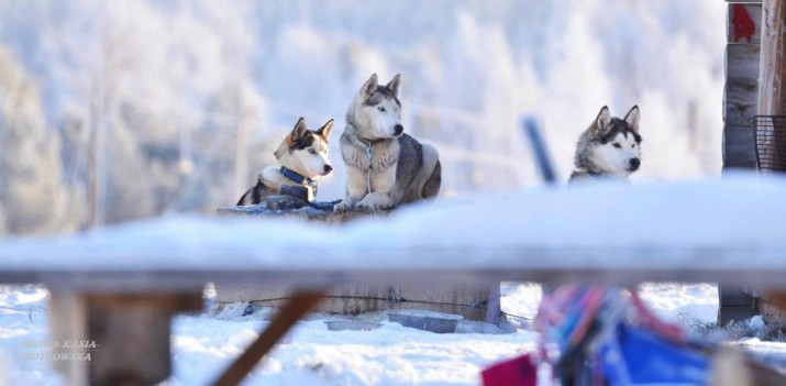 Polska na 100 procent, pierwsza taka wyprawa psim zaprzęgiem, do pokonania 1600 kilometrów