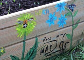 Podglądanie życia pszczół jest fascynujące. Kamila Chomicz chce stworzyć Klub Obserwatorów Pszczół