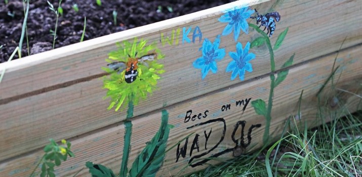 Podglądanie życia pszczół jest fascynujące. Kamila Chomicz chce stworzyć Klub Obserwatorów Pszczół