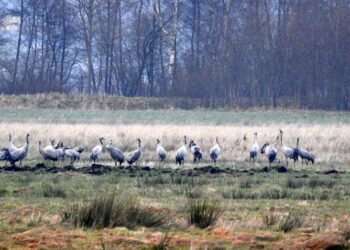 Takiego zjawiska jeszcze na Pomorzu nie było. Czy to już wiosna? Mamy żurawie w styczniu