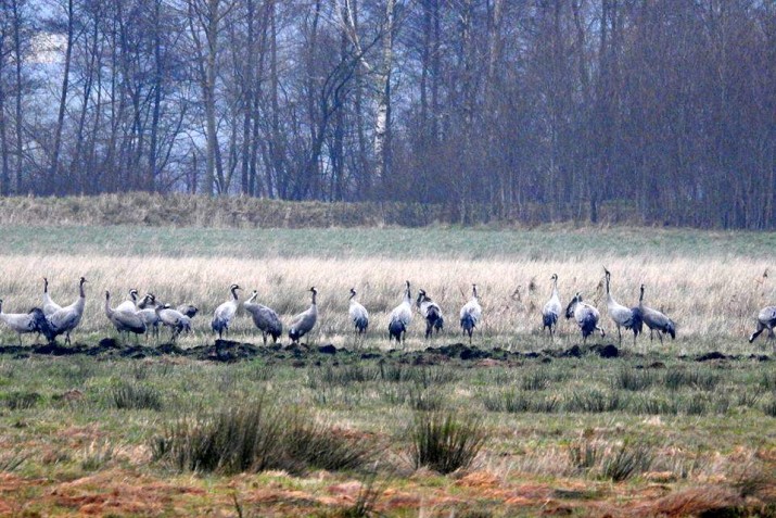 Takiego zjawiska jeszcze na Pomorzu nie było. Czy to już wiosna? Mamy żurawie w styczniu