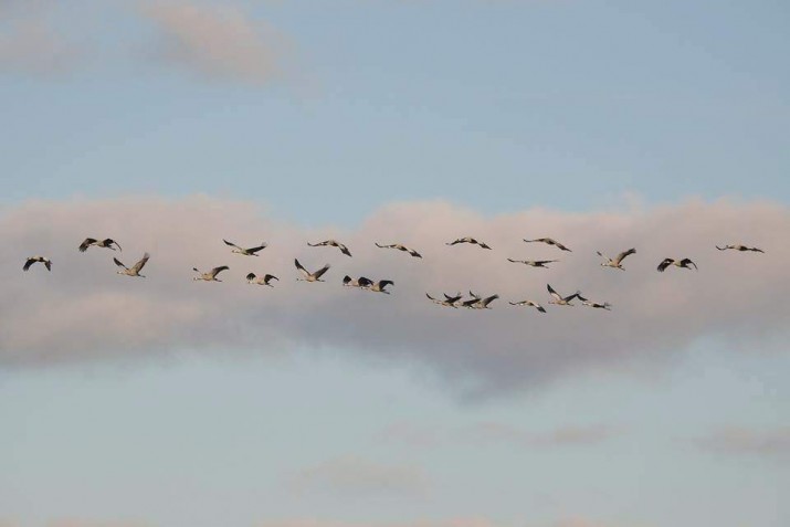 żurawie 3 fot Barbara Lewińska