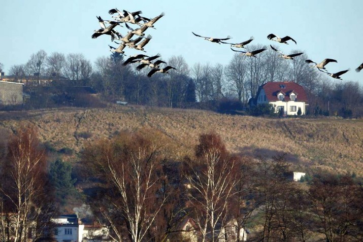 żurawie fot Barbara Lewińska